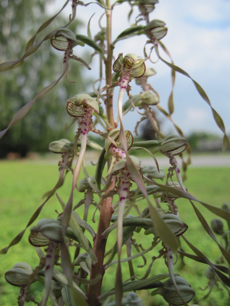 Himantoglossum hircinum Plante14