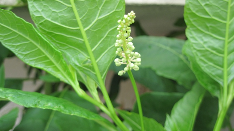 Plante inconnue à identifier [Phytolacca americana ] Plante17