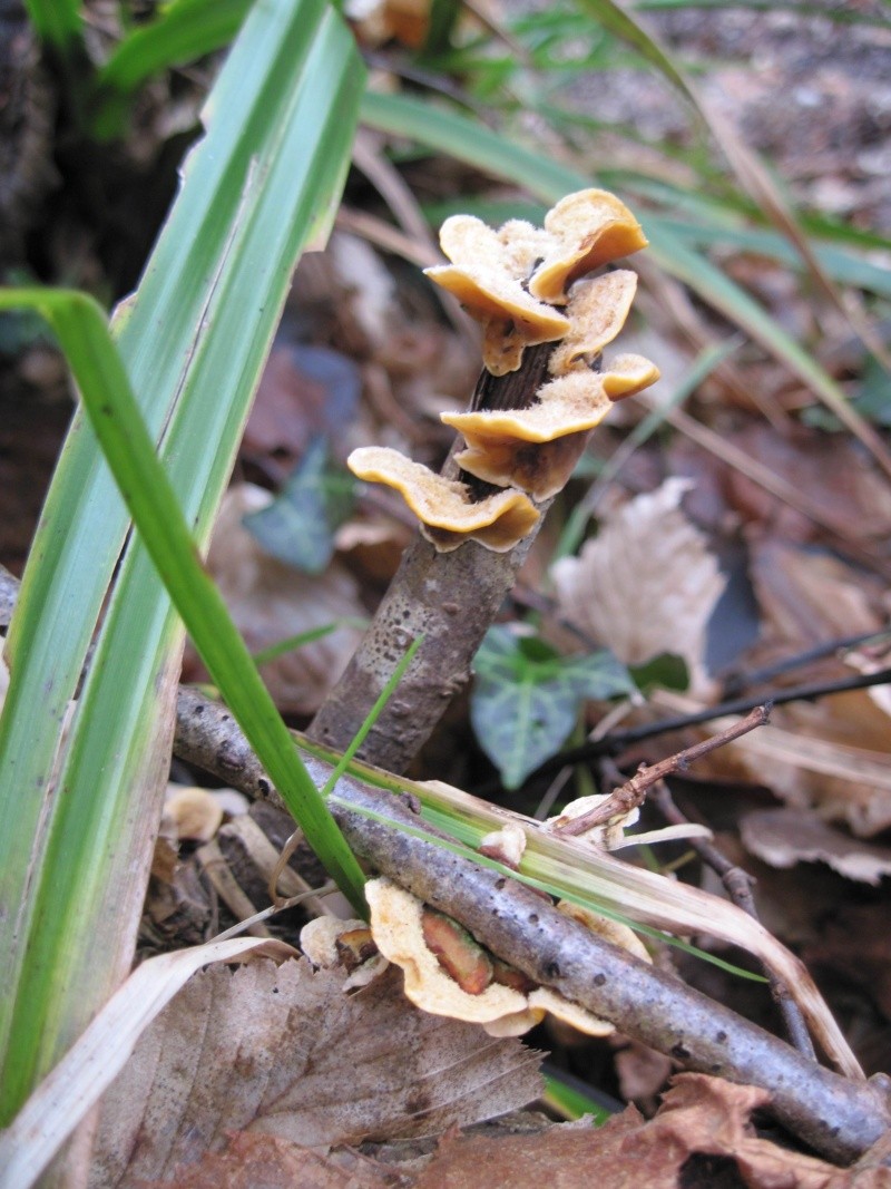 Quelques vues de champignons, photos du jour. Rotati15