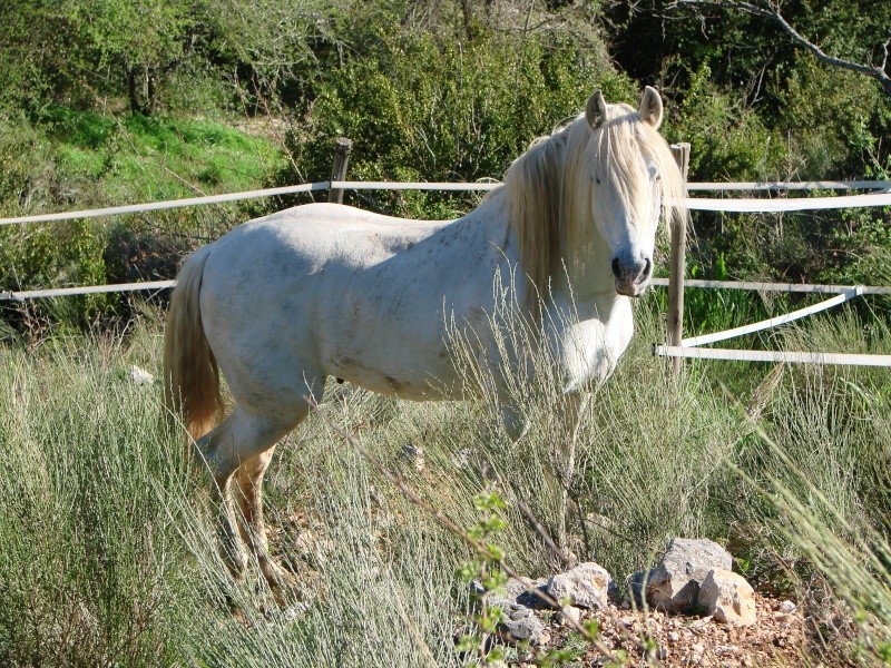 cheval espagnol entier pieds nus (placé ) Dsc01410