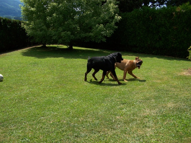 jeux entre DDB et rott 00811