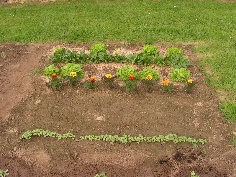 le potager de steph Foto_020