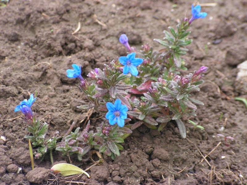 le petit jardin de stef ;o) Foto_b35