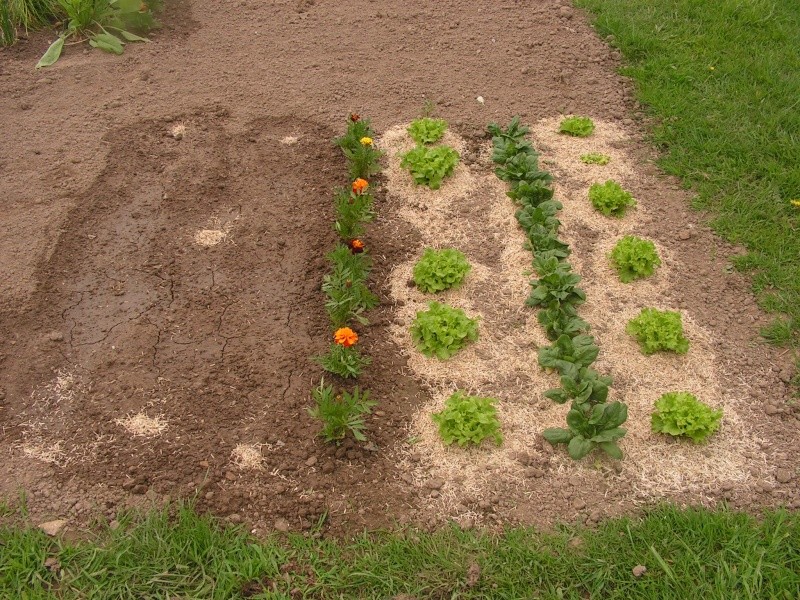 ma salade fait la tete Photo_12