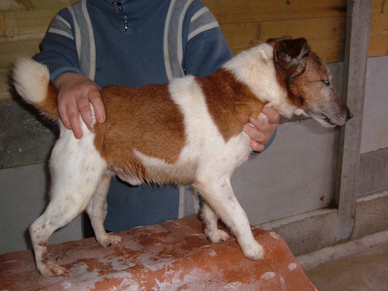 BINGO, croisé jack terrier 5 ans Dscf0010