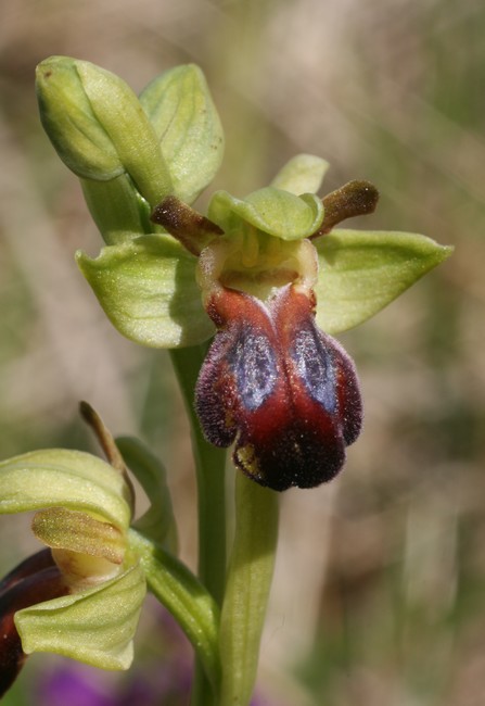 Ophrys (Pseudophrys) sulcata/funerea ( Ophrys sillonné ) Erq710