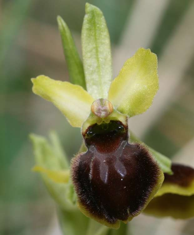 Ophrys litigiosa ( araneola ) Litigi10