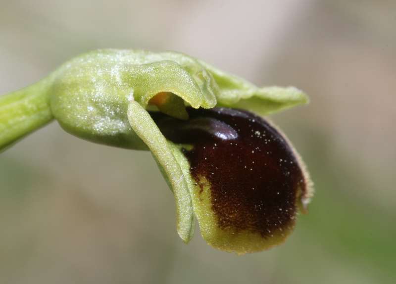 Ophrys litigiosa ( araneola ) Litigi11