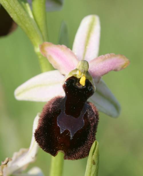 Ophrys bertolonii magniflora ( Ophrys à grandes fleurs ) Magnif11