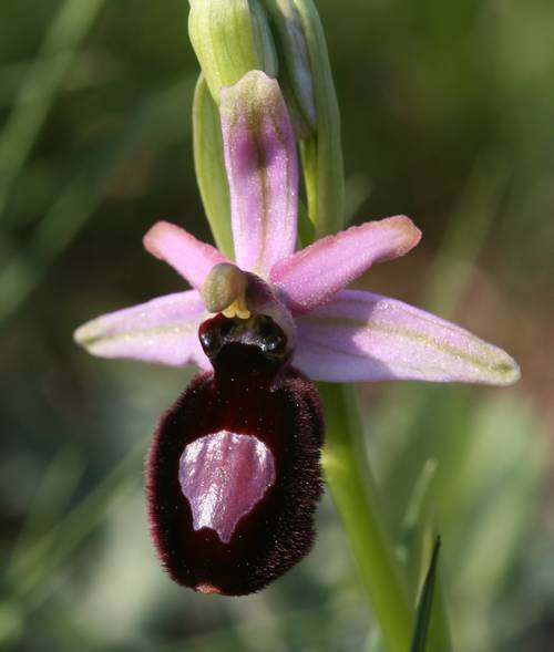 Ophrys bertolonii magniflora ( Ophrys à grandes fleurs ) Magnif14