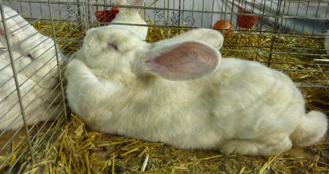 Le Bazar des NAC au salon de l'agriculture et de la nature (91) - photos p 2 Geantd12