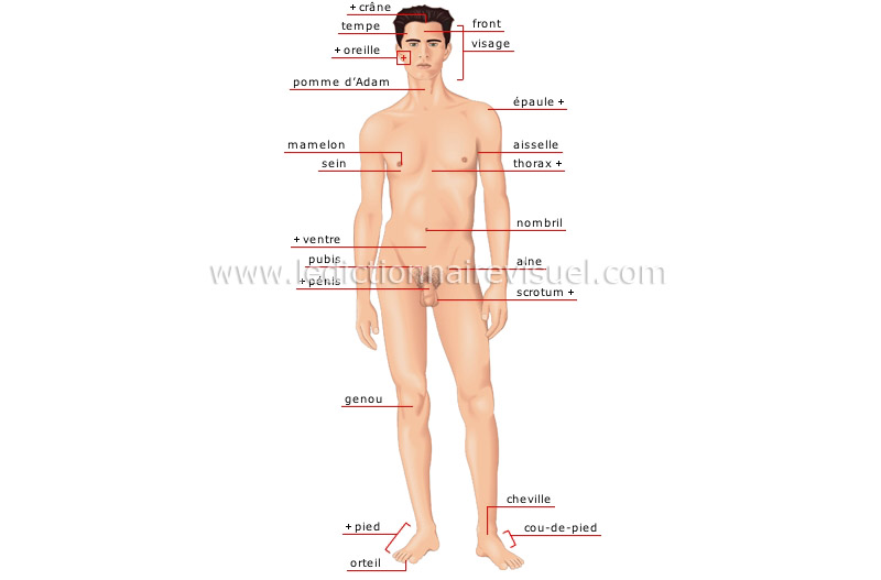 Anatomie du corps humain Face-a11