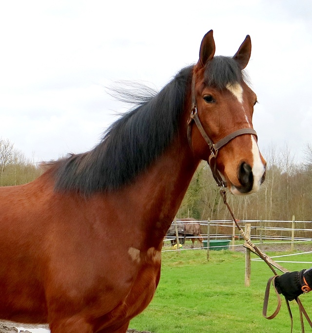 [PLACE CHEVAL NATURE] CHARME La prestance et le chic en plus du charme  Charme15