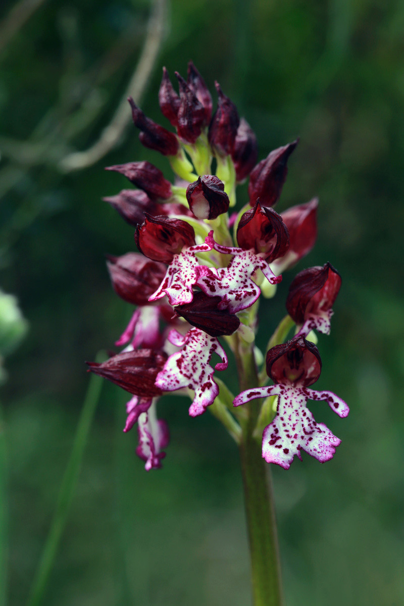 Orchidée sauvage (France) Isa_0010