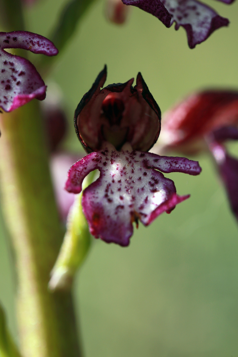 Orchidée sauvage (France) Isa_0011