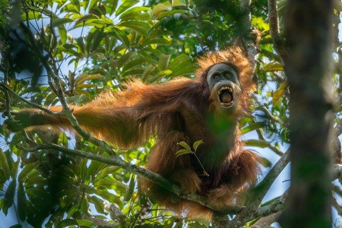 Une nouvelle espèce rare d'orang-outan découverte  23231110