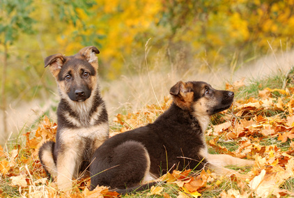 JANGO, asso ABASC, 4 ans, (38) Fotoli37