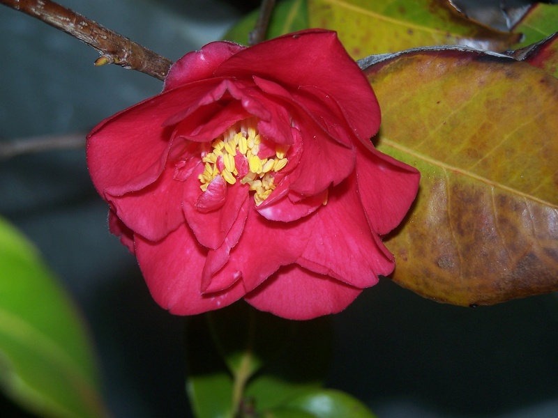 Camellia 2018 100_1810