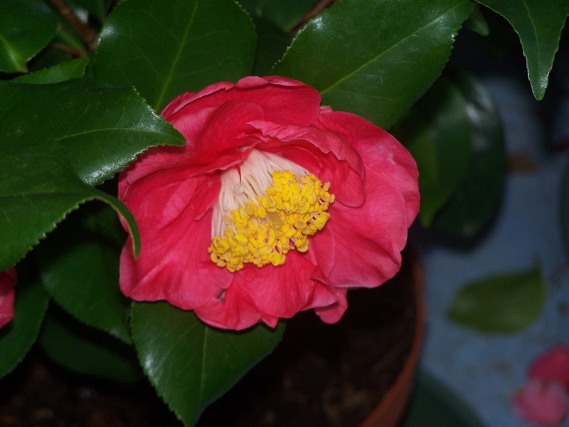 Camellia 2018 100_1811