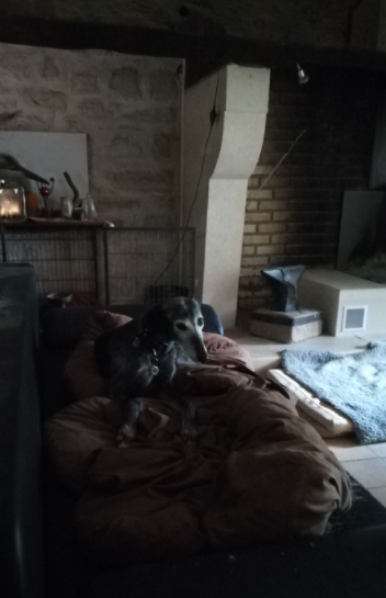 Patata vieille galga de 10 ans noire et barbuda !! Adoptée - Page 5 Captur12