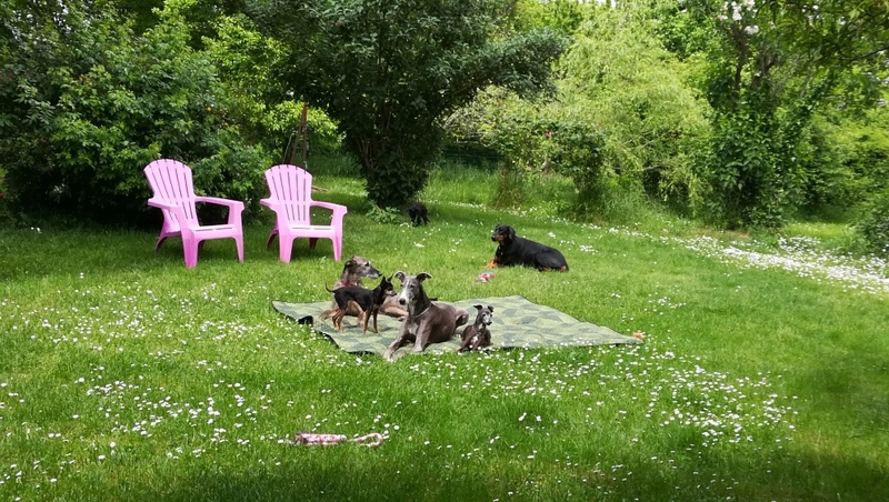 Patata vieille galga de 10 ans noire et barbuda !! Adoptée - Page 3 Img_2018