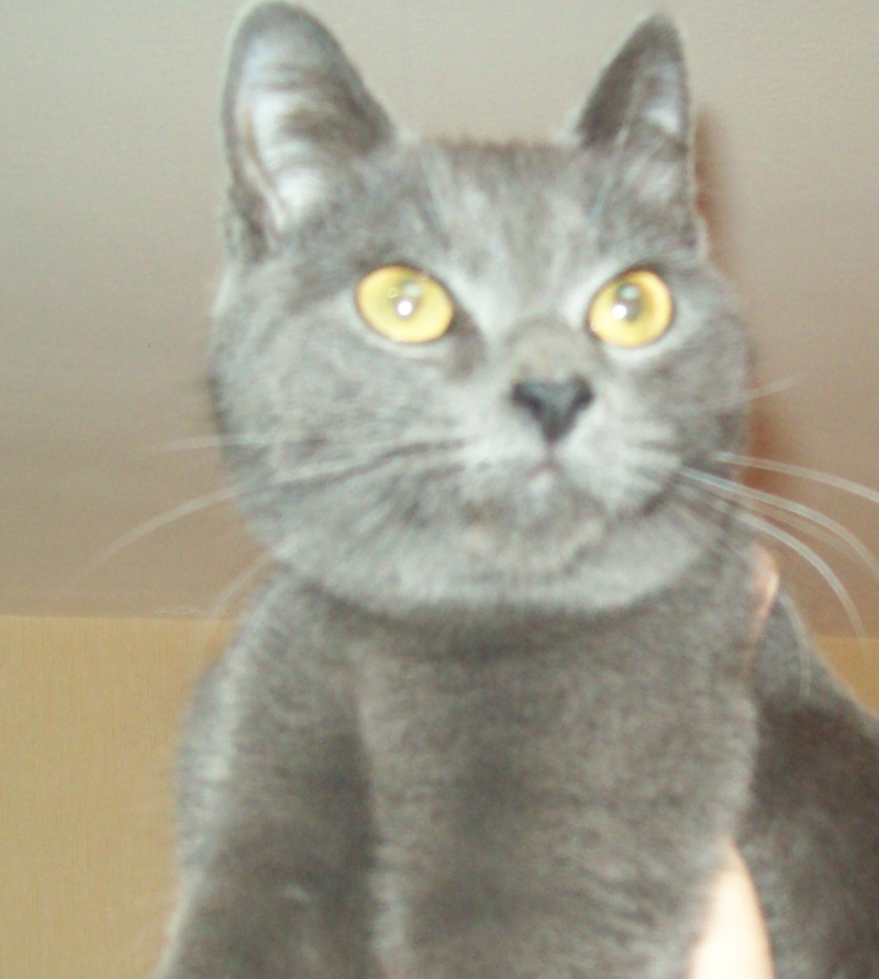 Enzo trés beau chat chartreux, avec un caractere exceptionnel! 106_0619
