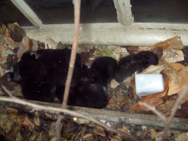 Farceur, Flipper petits chatons noirs, un début de vie  trop injuste. 106_0719