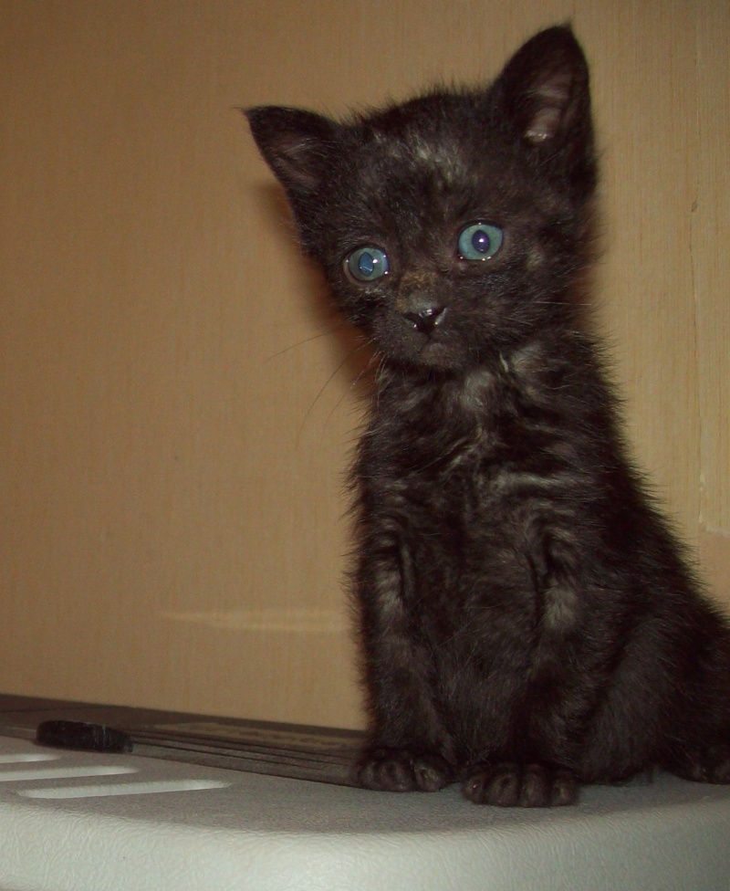 Choco! petit chaton male Noir! Choco10