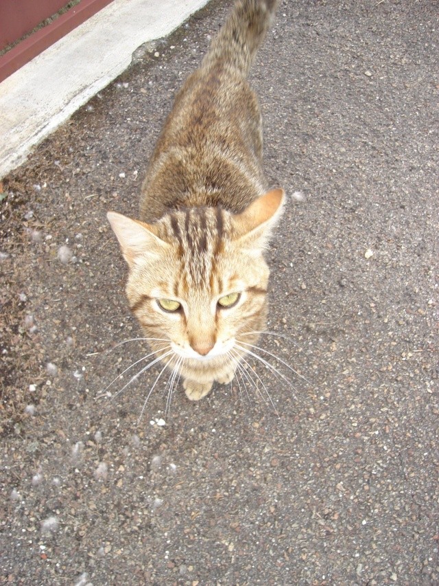 Trouvé, Maillot, chat male tigré (06-2010) Juin_211