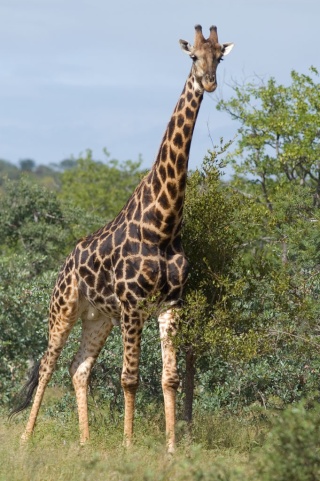 Vos animaux de prdilection Girafe11