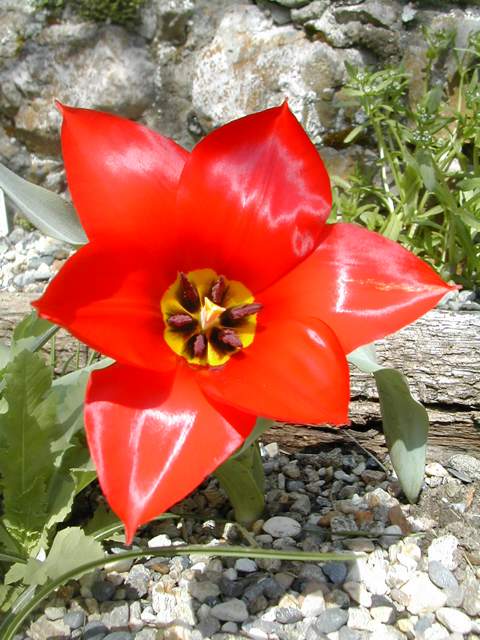 Tulipes botaniques 2010 Tulipa22