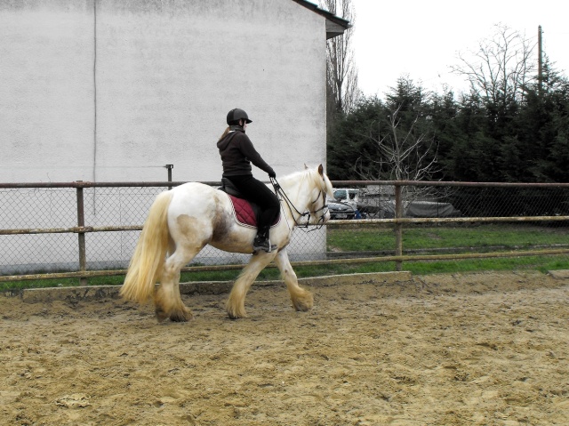 Flann, essai en licol avec Narika :) Dscf2074