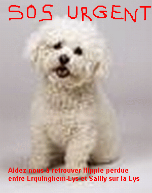 Hippie Bichon Fris Femelle ge perdue  Erquinghem-Lys 59 Hippi310