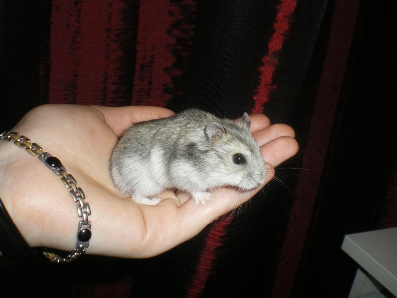 Lotus - petite hamster russe femelle adopte par ange blanc! Imgp8322