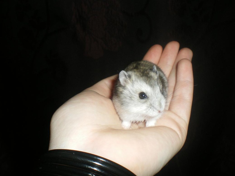 Lotus - petite hamster russe femelle adopte par ange blanc! Imgp8412