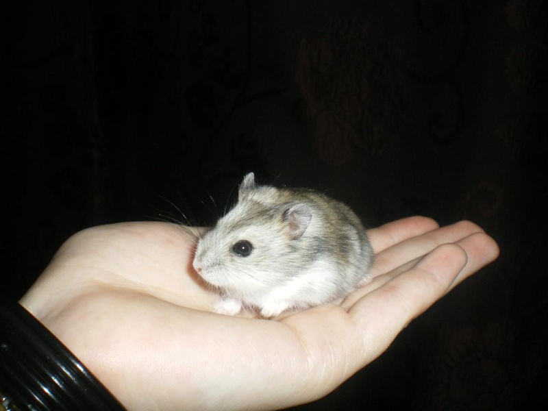 Lotus - petite hamster russe femelle adopte par ange blanc! Imgp8413