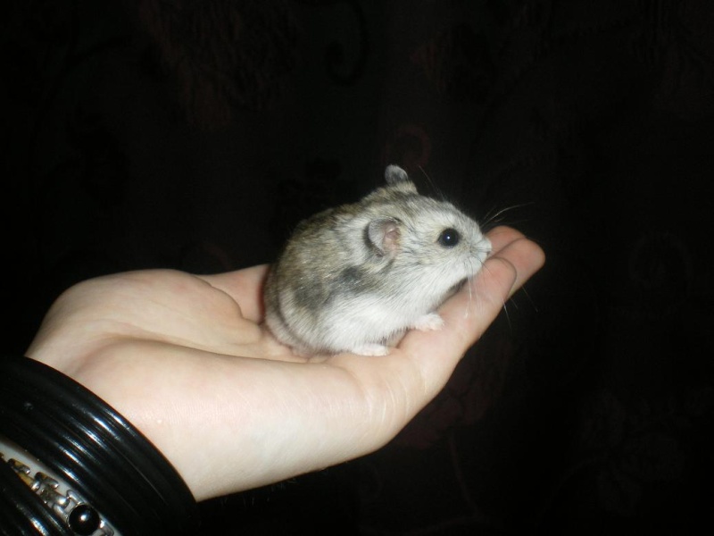 Lotus - petite hamster russe femelle adopte par ange blanc! Imgp8414