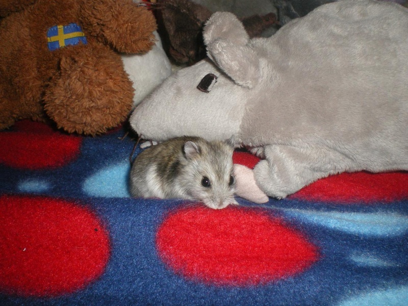 Lotus - petite hamster russe femelle adopte par ange blanc! Imgp8415