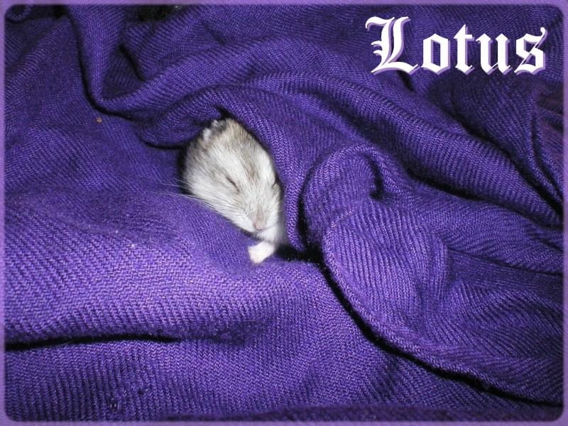 Lotus - petite hamster russe femelle adopte par ange blanc! Lot_1110