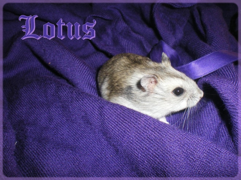 Lotus - petite hamster russe femelle adopte par ange blanc! Lot_1210