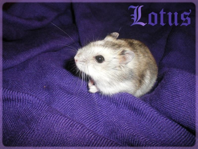 Lotus - petite hamster russe femelle adopte par ange blanc! Lot_1310