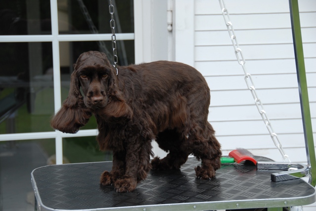 Bonnie cocker anglais femelle chocolat 3 ans dpt 59 Bonnie10