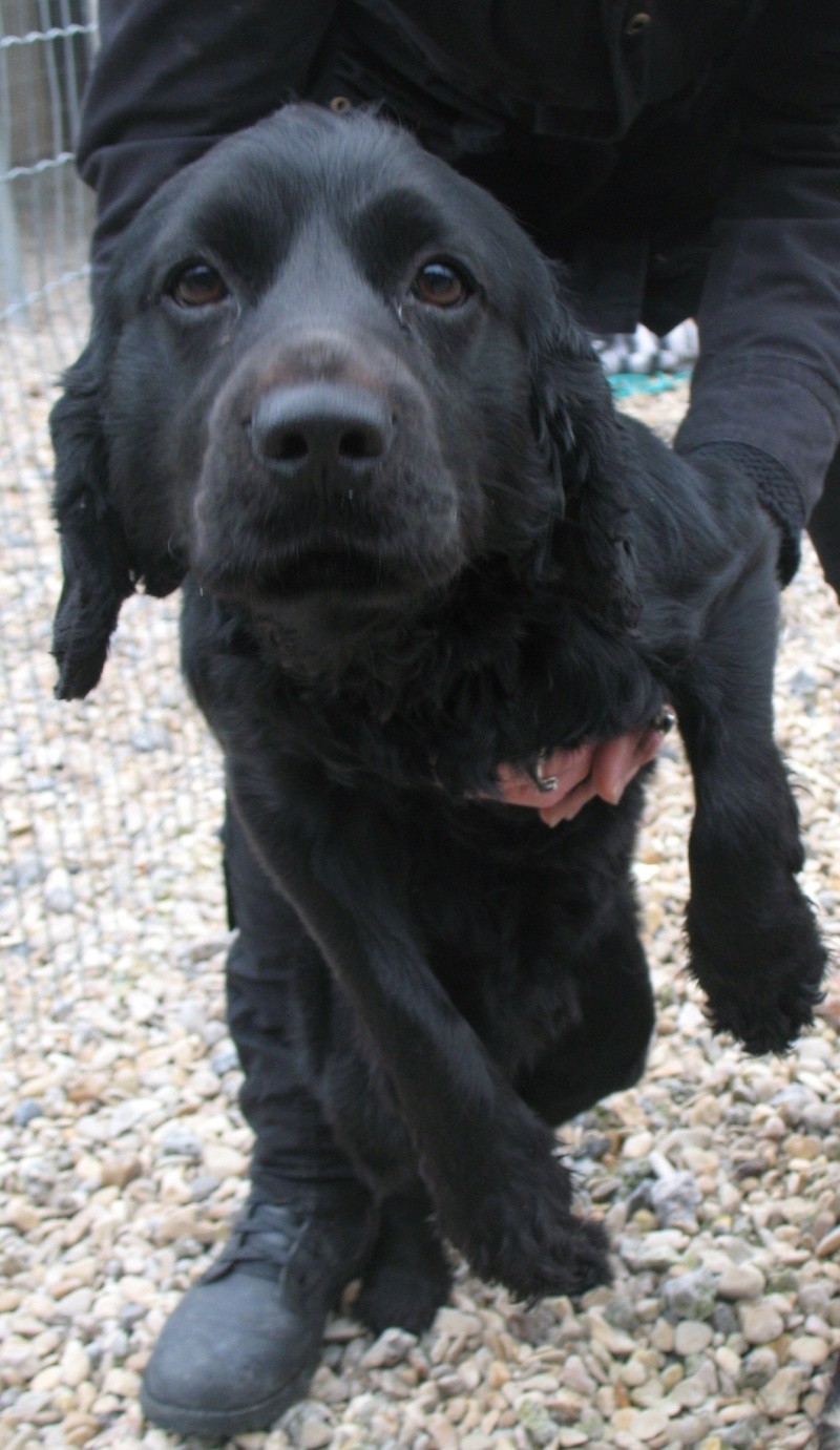 Snoopy croisé cocker labrador noir 2 ans dpt 59 Photo_92