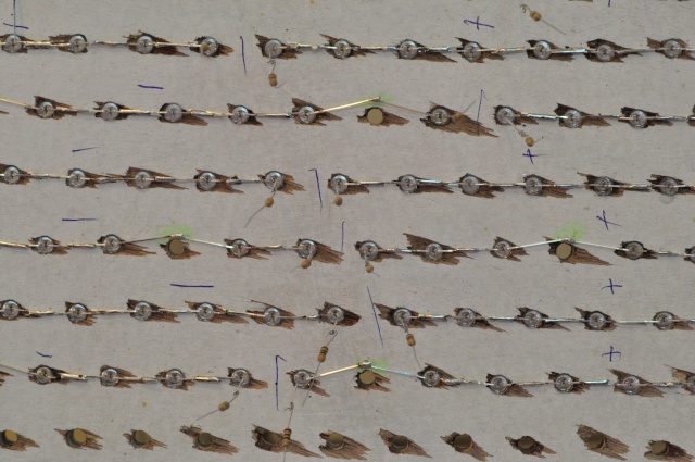 Projet 850L + mur végétal - Page 38 Eclair15