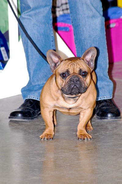 Париж, Dog Show 2009 Dsc_0322