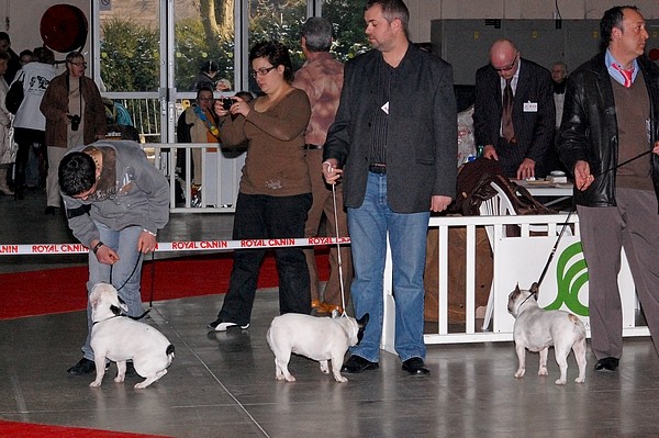 Париж, Dog Show 2009 Dsc_0517