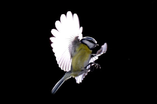 Nature et Animaux > Oiseaux >  Vol de la msange 115