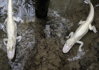 Des alligators albinos en France 2cca4e10