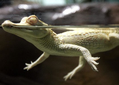 Des alligators albinos en France 4a059110