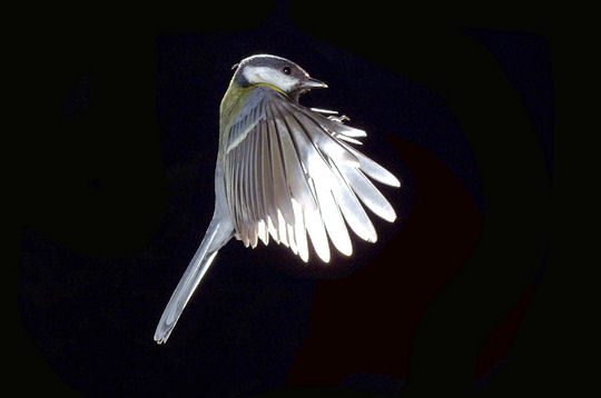 Nature et Animaux > Oiseaux >  Vol de la msange 811